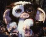 Gremlins 3: una star amatissima guiderà il cast?