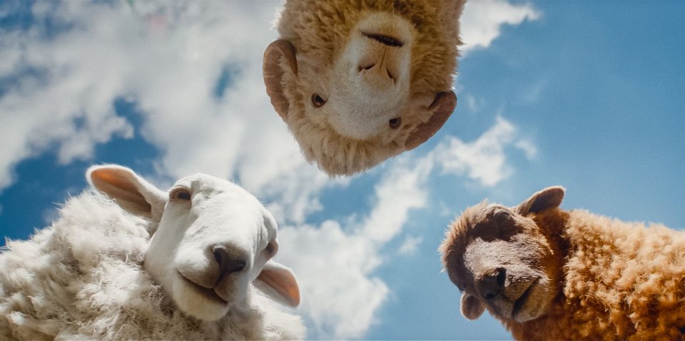 Pecore Sotto Copertura Frame