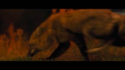 Hen - Storia di una gallina - Clip del film di György Pálfi 'La Volpe'