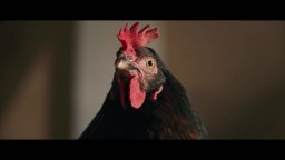 Hen - Storia di una gallina - Clip 'I miei antenati dinosauri'