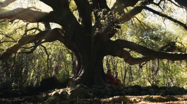 La Mia Anima Ha Fretta Albero
