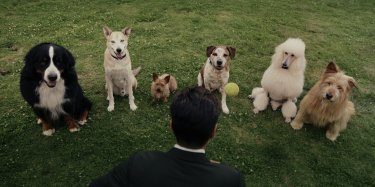 Sugar 2 Cani Scena