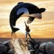 Free Willy torna al cinema: Warner Bros. prepara il reboot del classico degli anni '90