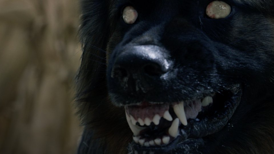 Una Scena Horror Di The Dogs