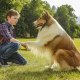 Lassie torna a casa, il remake di un classico stasera su Rai 1: trama, location e durata