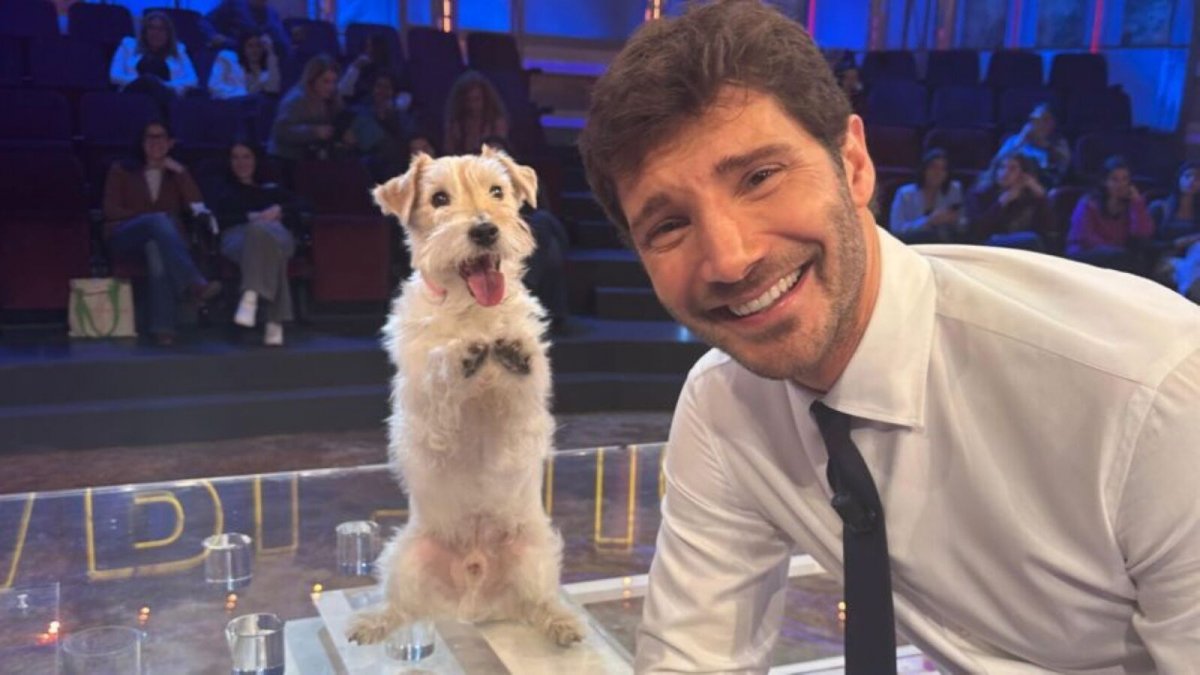 affari tuoi stefano de martino ha gi224 il sostituto di gennarino da Movieplayer.it affari tuoi stefano de martino ha gi224 il sostituto di gennarino